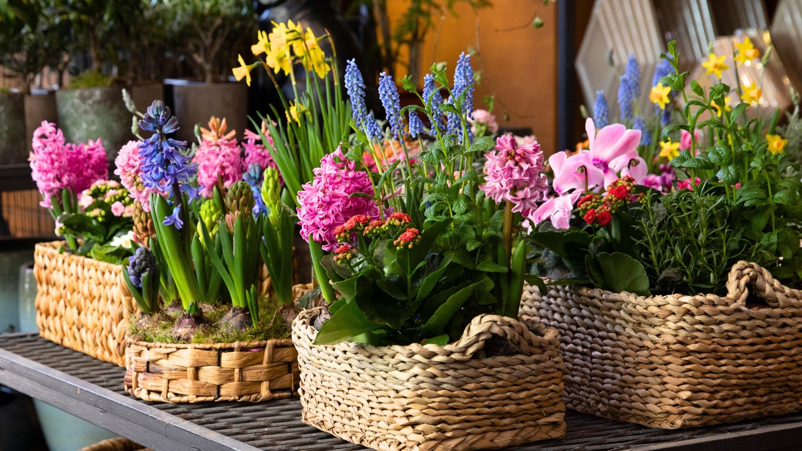 Spring baskets filled with blooming hyacinths, bright yellow daffodils, lush green mint, and vibrant kalanchoe plants are arranged on a shelf.