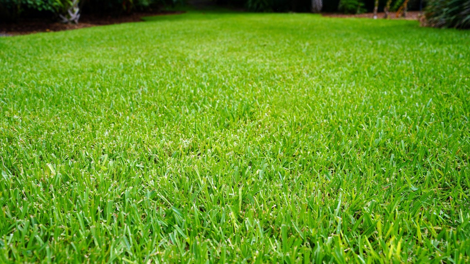 A close-up of a neatly trimmed lawn with dense, wide, bright green blades, showing an even, smooth surface.