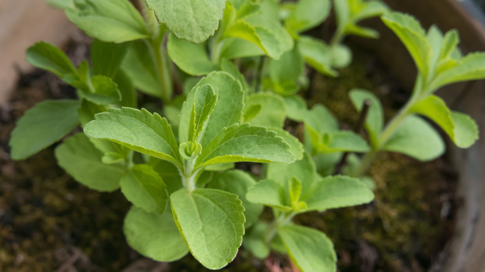 A close-up shot of a small composition of serrated green leaves of the Stevia plant, placed in rich soil in a small pot