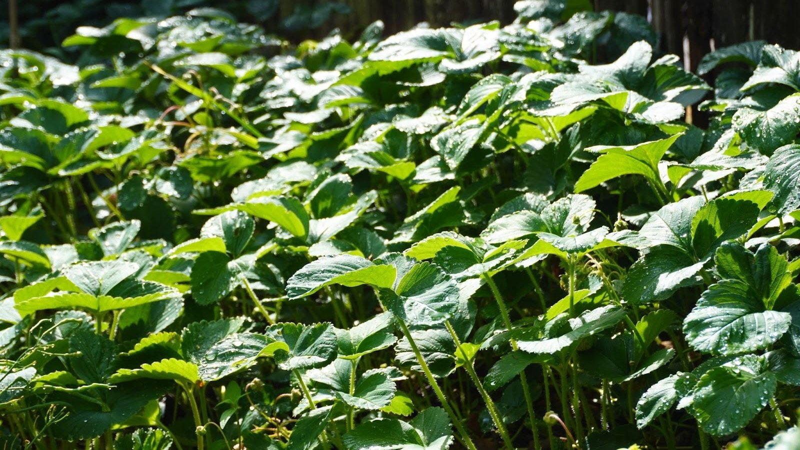Low, spreading stems support clusters of lush, trifoliate leaves with serrated edges in bright to deep green, creating a dense and vibrant ground cover.
