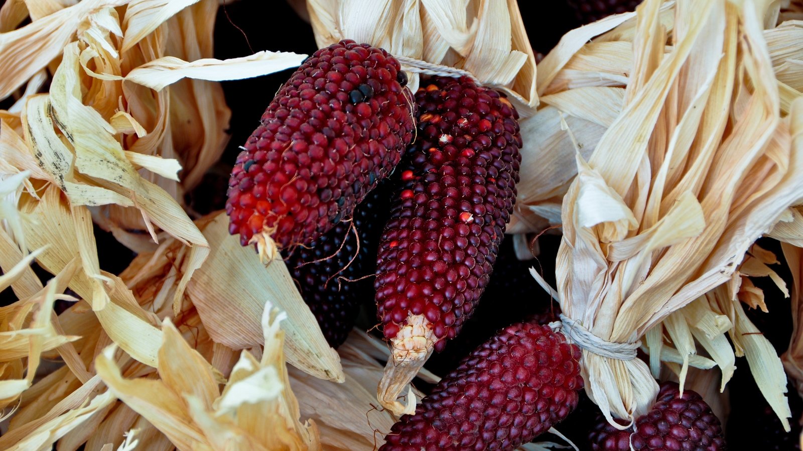 Corn cobs covered with deep red, glossy kernels resembling ripe strawberries.