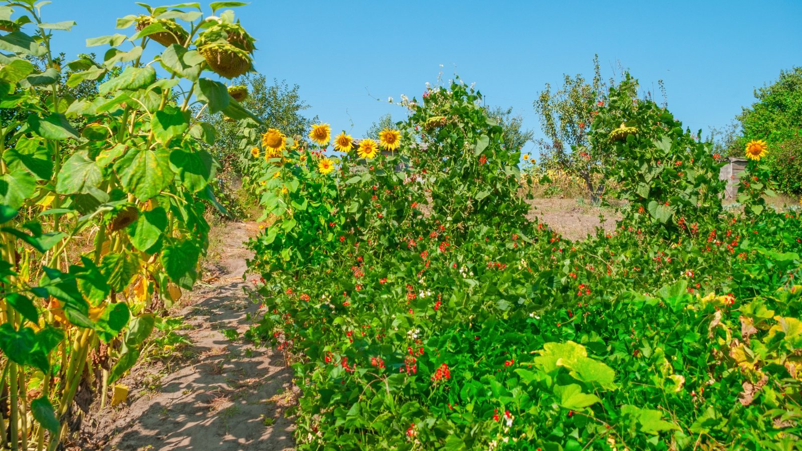 Garden with tall blooming sunflowers, sprawling vines with broad leaves, and climbing bean plants dotted with bright red flowers.