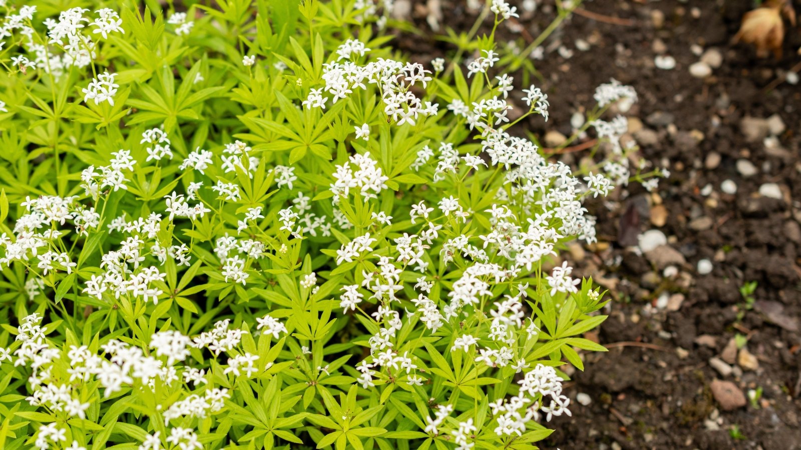 Delicate, spreading stems are adorned with whorls of narrow, lance-shaped green leaves, while tiny, star-shaped white flowers bloom above.