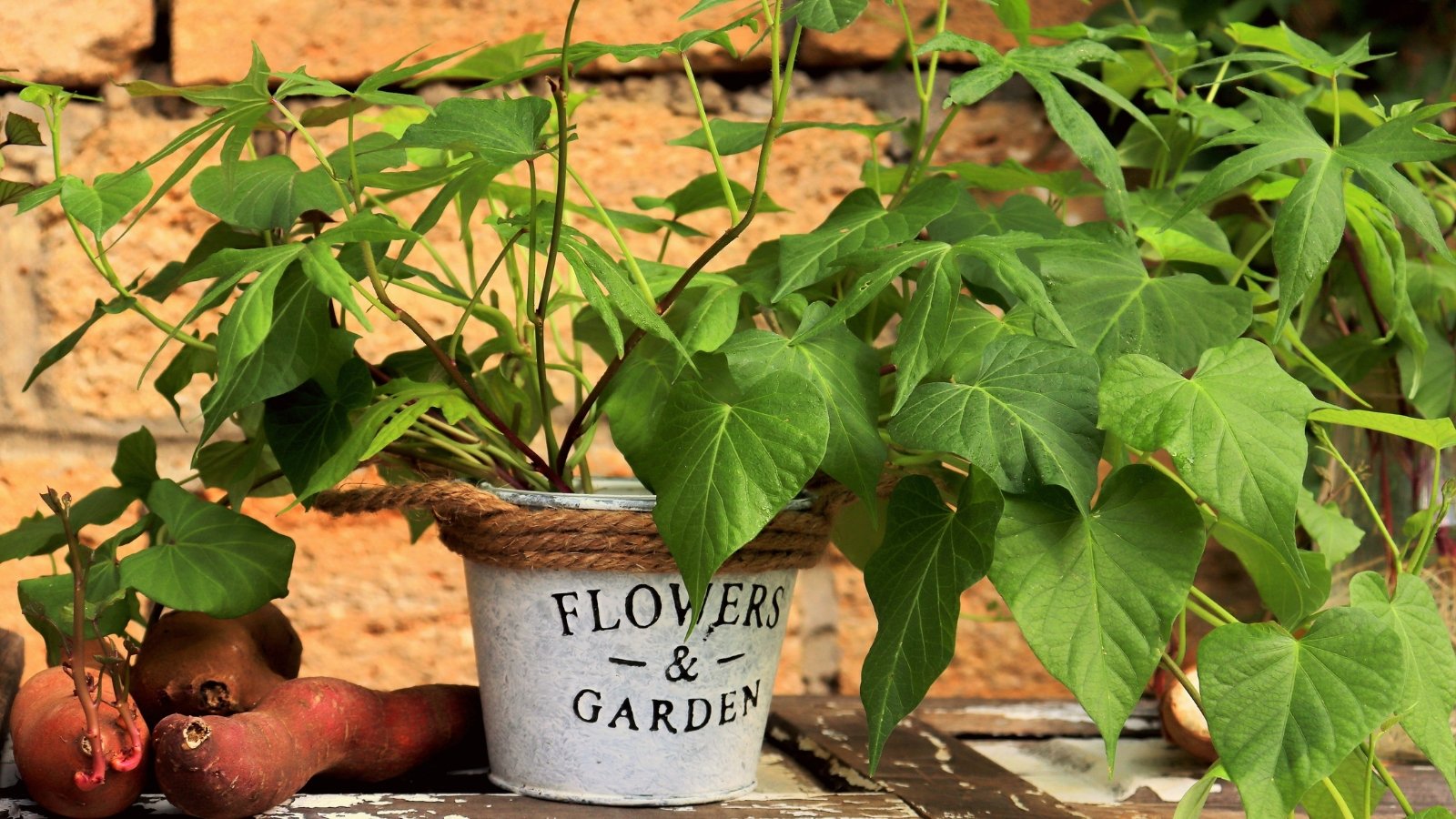 A sweet potato plant grows in an outdoor pot with trailing vines and vibrant green, heart-shaped leaves reaching outward from the container.