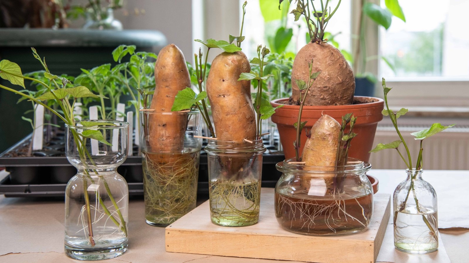 Glass cups and jars on a table hold rooted sweet potato cuttings and tubers next to a terracotta pot containing a sprouted tuber.