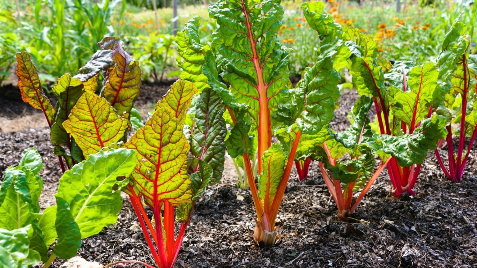Your October Kitchen Garden: What to Plant Now