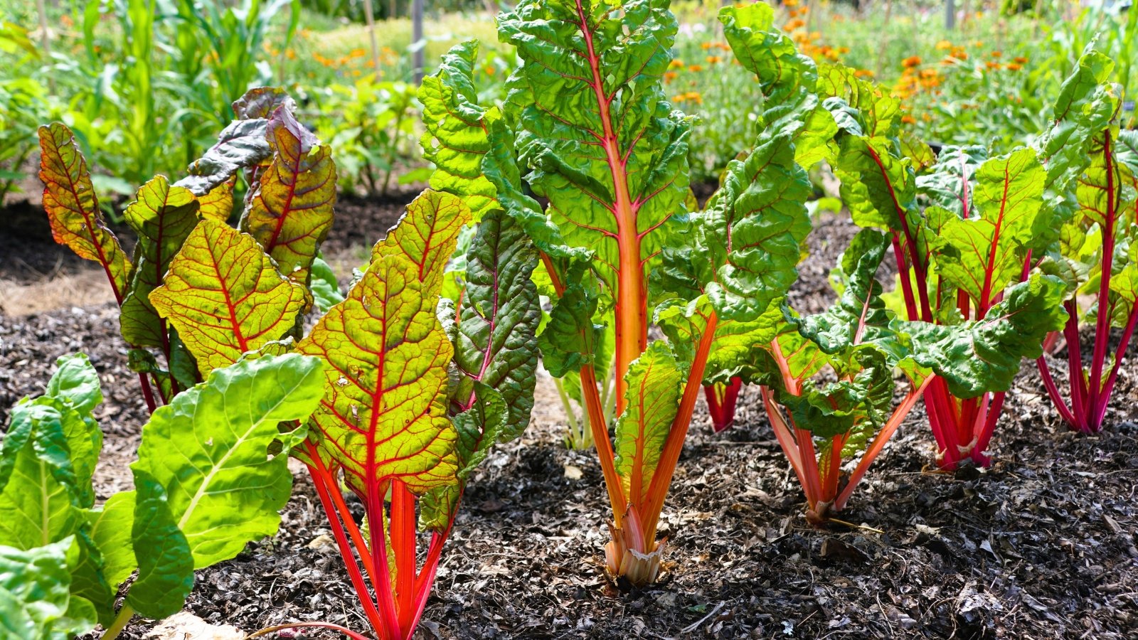 Several plants with large, glossy, crinkled green leaves and bright red, thick, fleshy stems growing upright from the ground.
