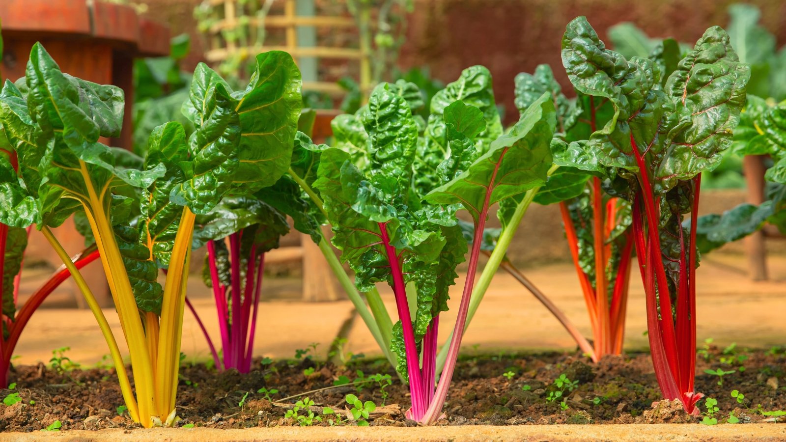 Leafy plants with large, crinkled dark green leaves and thick, vibrant stems in shades of red, yellow, and green growing upright in the garden.