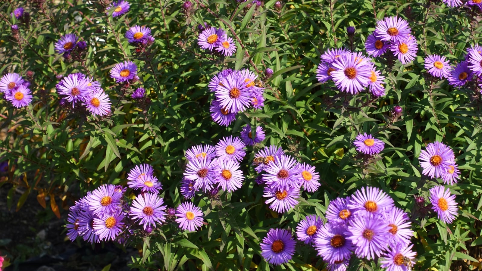 Slender, upright stems bear narrow, lance-shaped green leaves and are topped with clusters of daisy-like flowers featuring lavender petals and bright yellow centers.