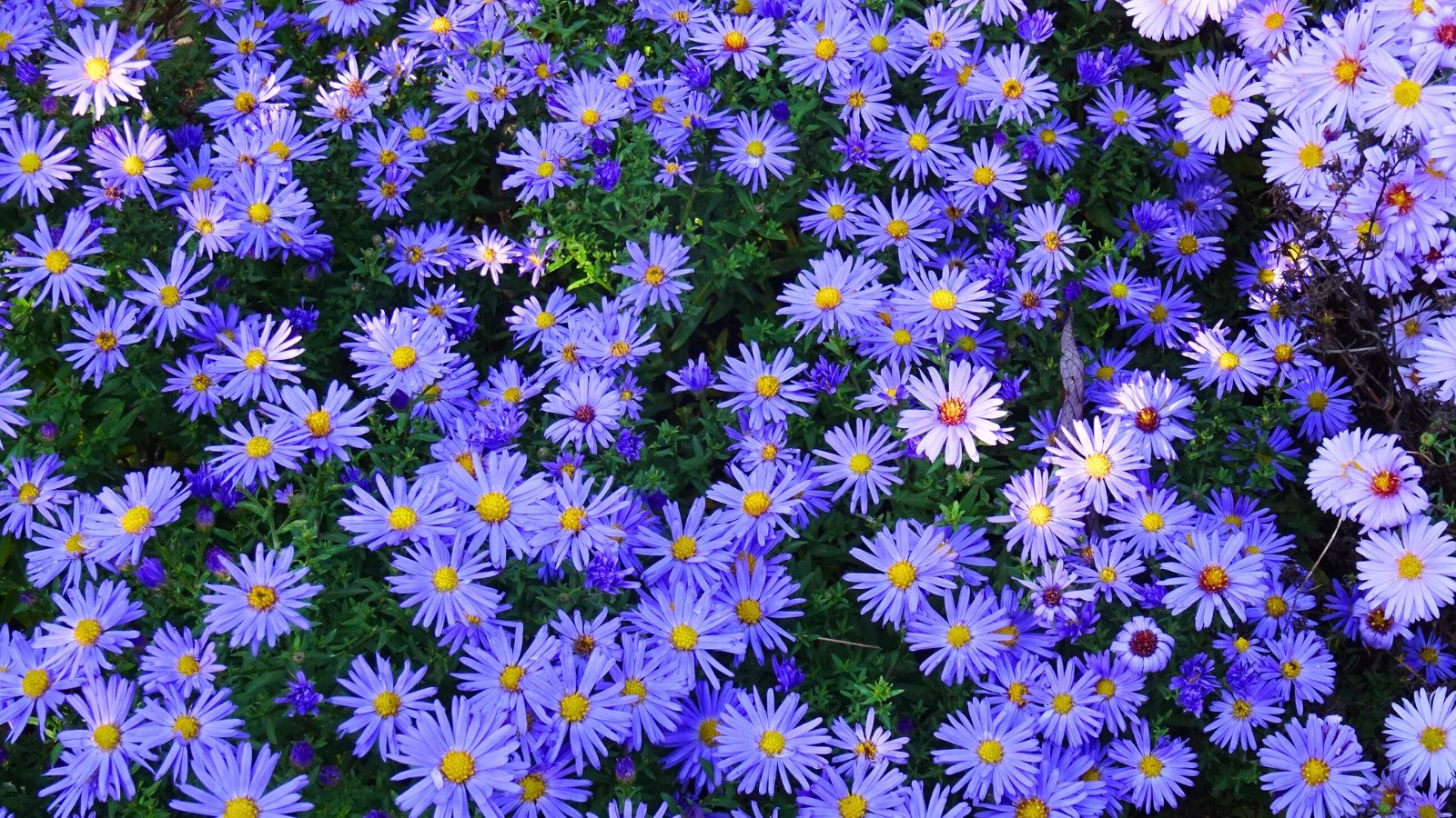 A dense cluster of light blue and purple daisy-like flowers with slender petals and bright yellow centers blankets the ground.