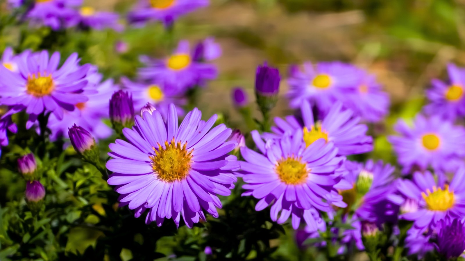 Daisy-like flowers with many thin, vibrant purplish-pink ray petals surrounding a textured, bright yellow central disk.