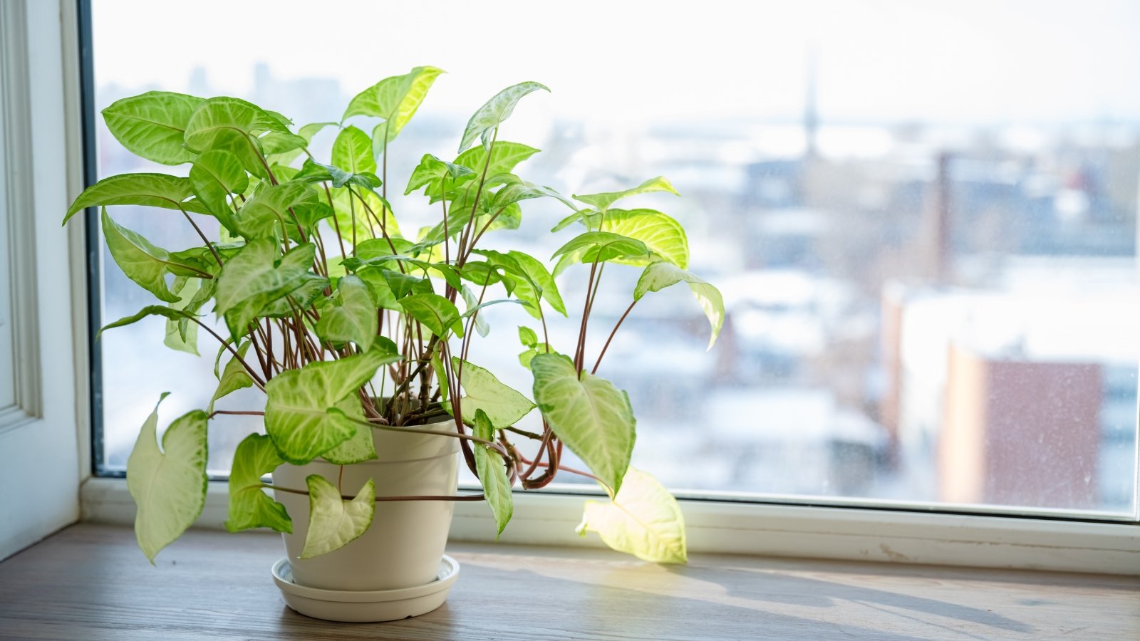 Trailing plant with arrowhead-shaped green leaves, some variegated with lighter green, in a white pot on the windowsill.