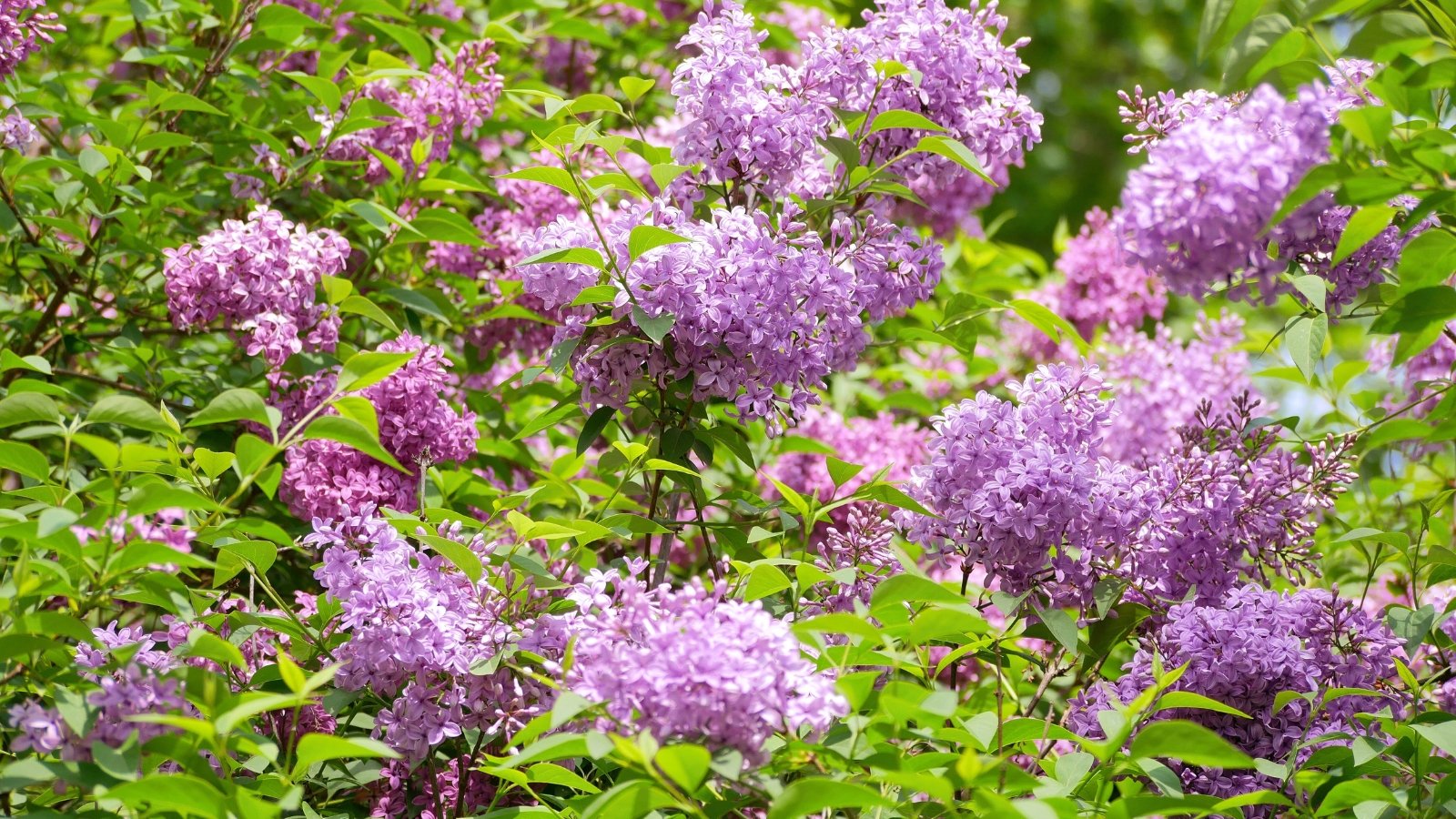 Dense clusters of small, fragrant, four-petaled flowers in various shades of purple and pink burst from leafy green branches.