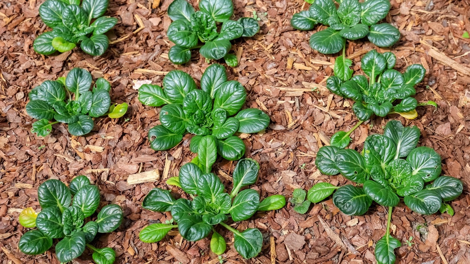 Small rosettes of glossy dark green leaves with smooth, spoon-shaped blades growing in a bark-chip mulched garden bed.