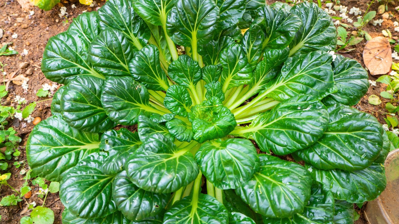 Rosette-shaped plant with dark green, spoon-shaped leaves and short, sturdy stems grows in the garden bed.