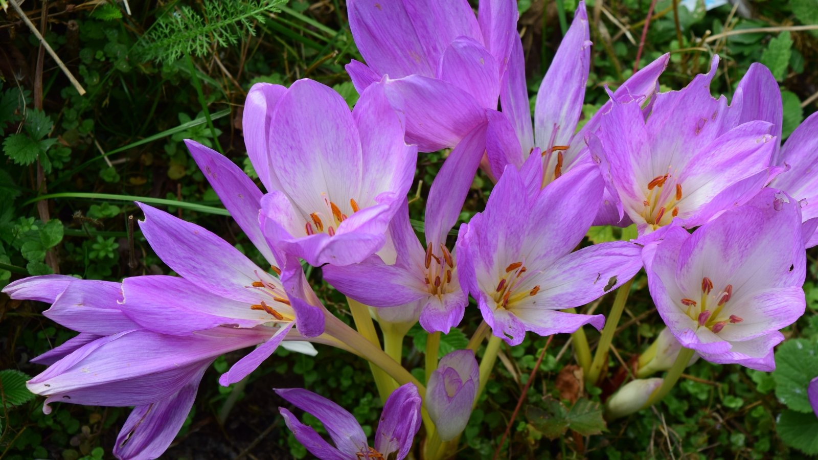 Large, goblet-shaped flowers in shades of purple with bright orange stamens rise above narrow, grass-like green leaves.