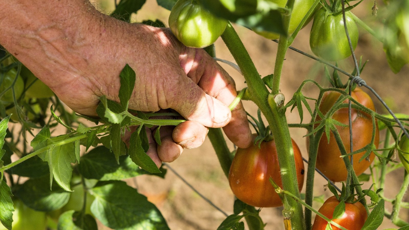 Close-up of male hands thinning green tomato leaves on a bush with ripening oval orange fruits.