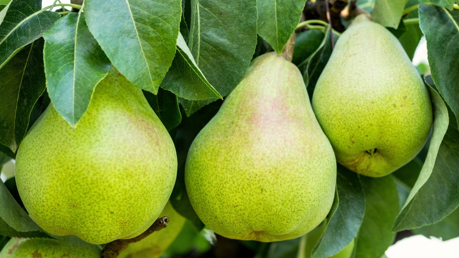 Three bell-shaped pears with smooth greenish-yellow skin hang from branches among broad, oval green leaves with finely serrated edges.