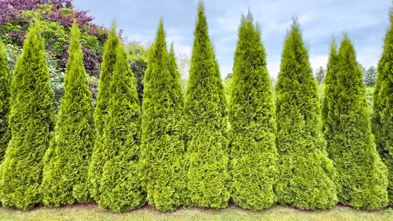 A row of tall, narrow, cone-shaped evergreen trees with feathery, bright green foliage.
