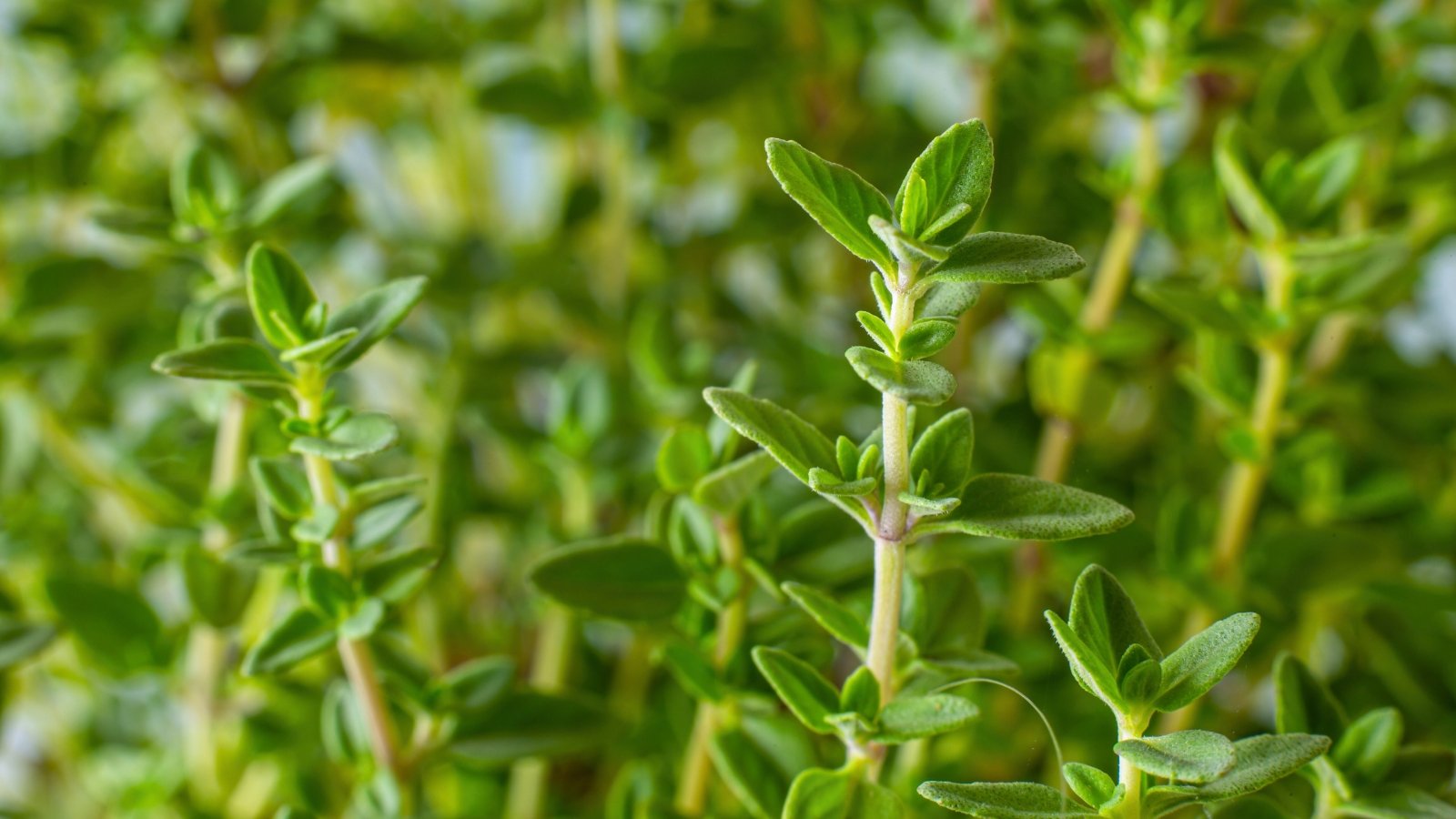 A dense cluster of slender, branching stems covered in small, oval, light-green leaves with a fine, velvety texture.