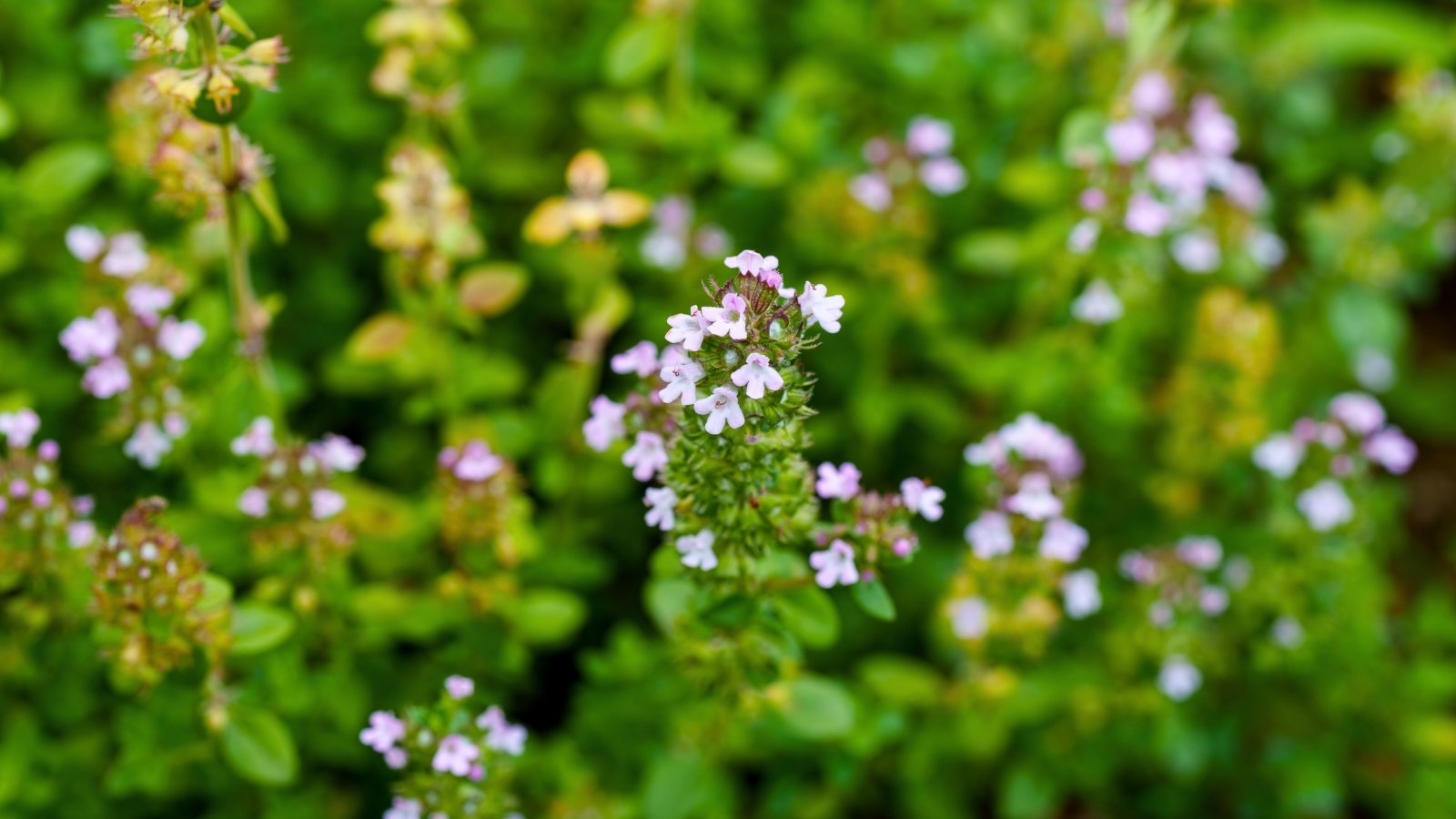 A mat of tiny, oval green leaves and delicate stems with small clusters of pale pink and purple flowers blooming at the tips.