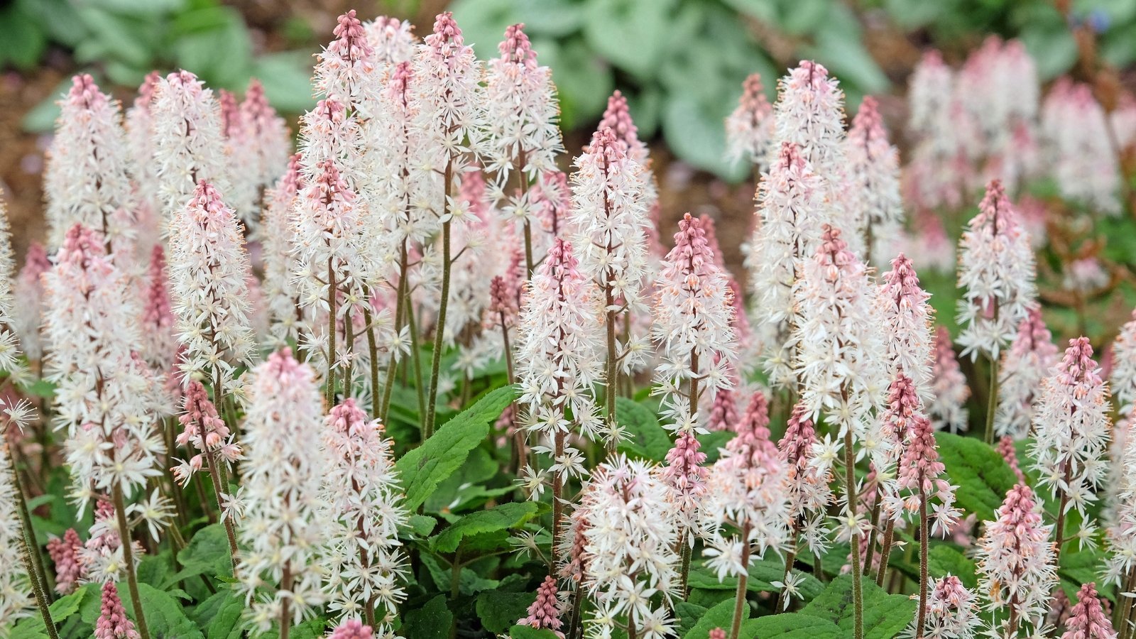 Dense spires of tiny, creamy white flowers with delicate, feathery petals rise above a cluster of green foliage.