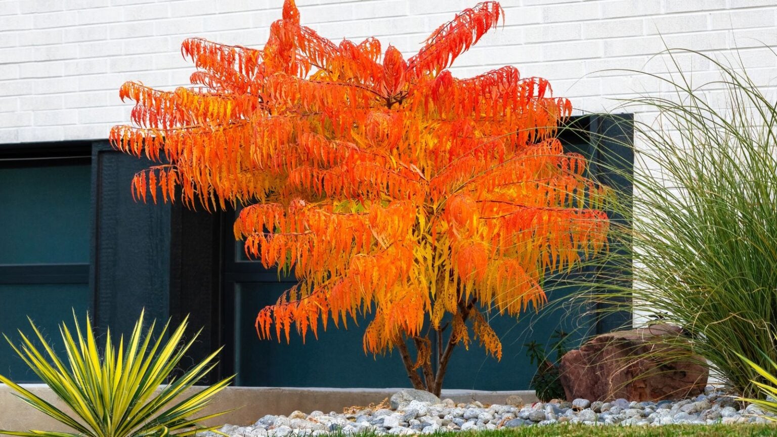 How to Plant, Grow, and Care for Staghorn Sumac Trees