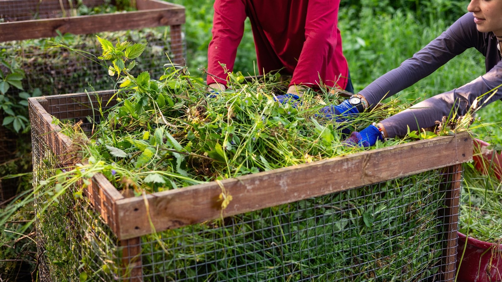 A man and a woman wearing gloves tamp organic green debris into a large compost bin in a garden.