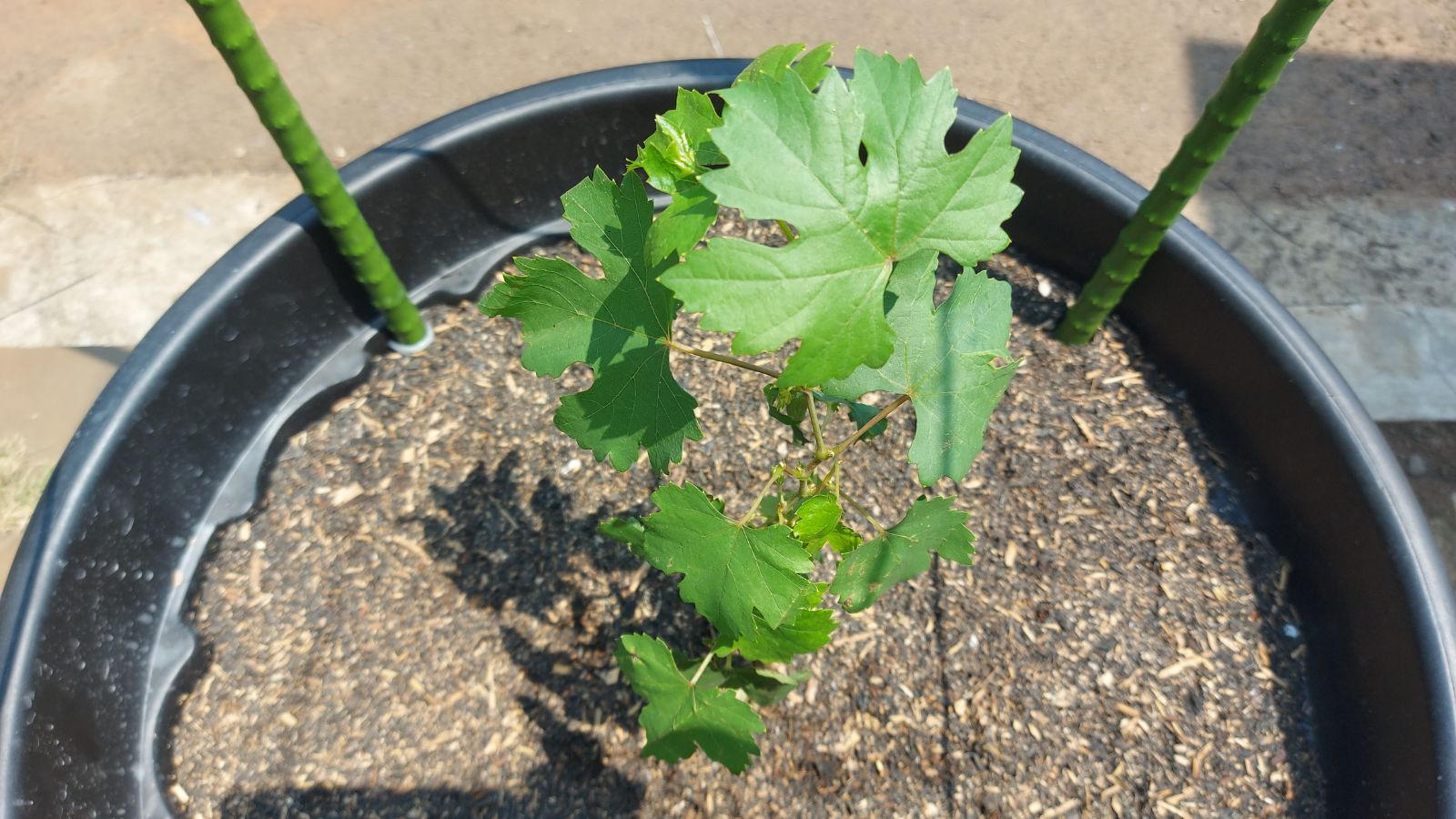 Transplanted Vitis labrusca under abundant sunlight, placed in dark brown soil in a black planter with steel poles