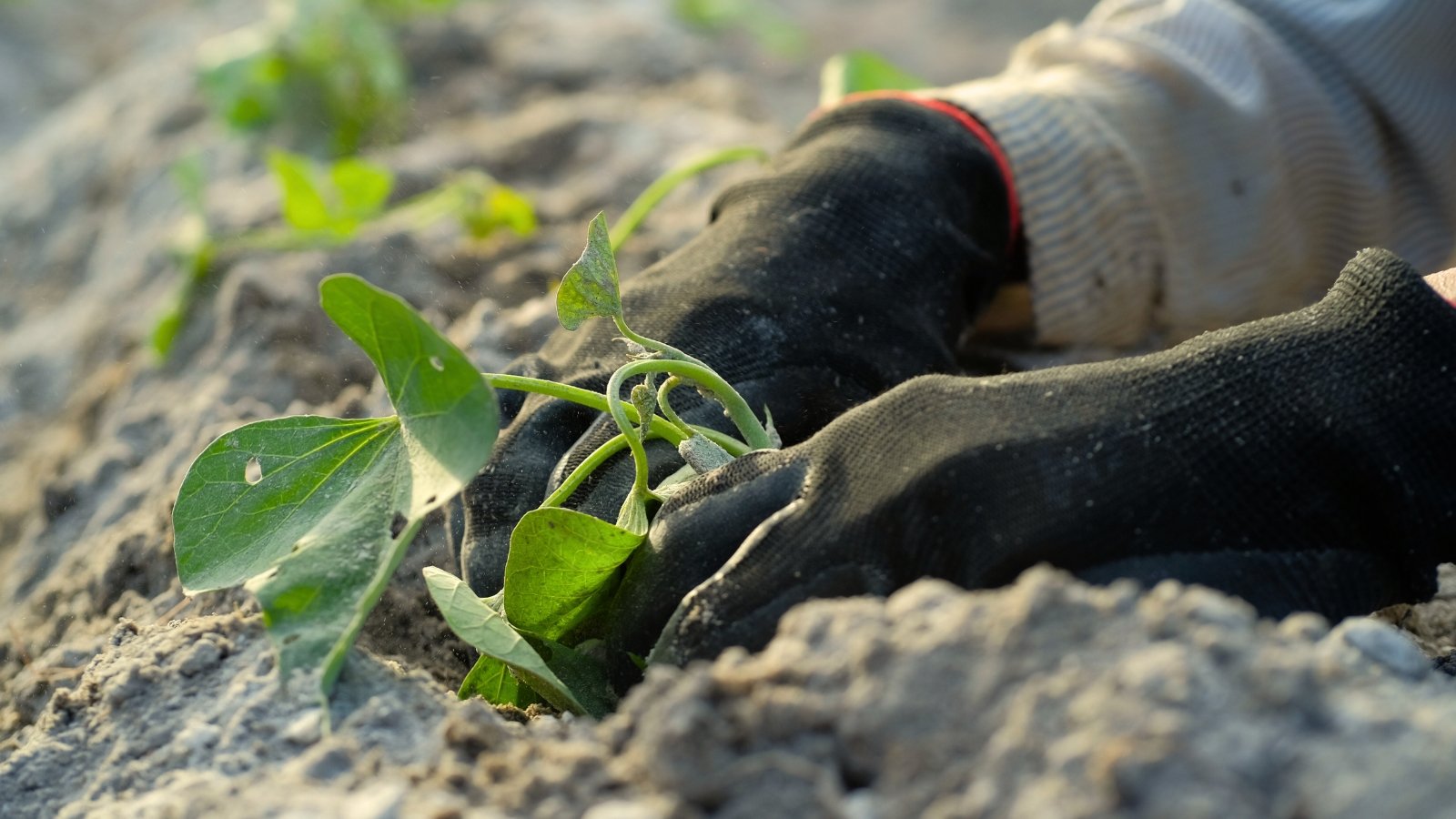 A gardener wearing black gloves plants a cutting with green, heart-shaped leaves on slender vines into loose gray garden soil.