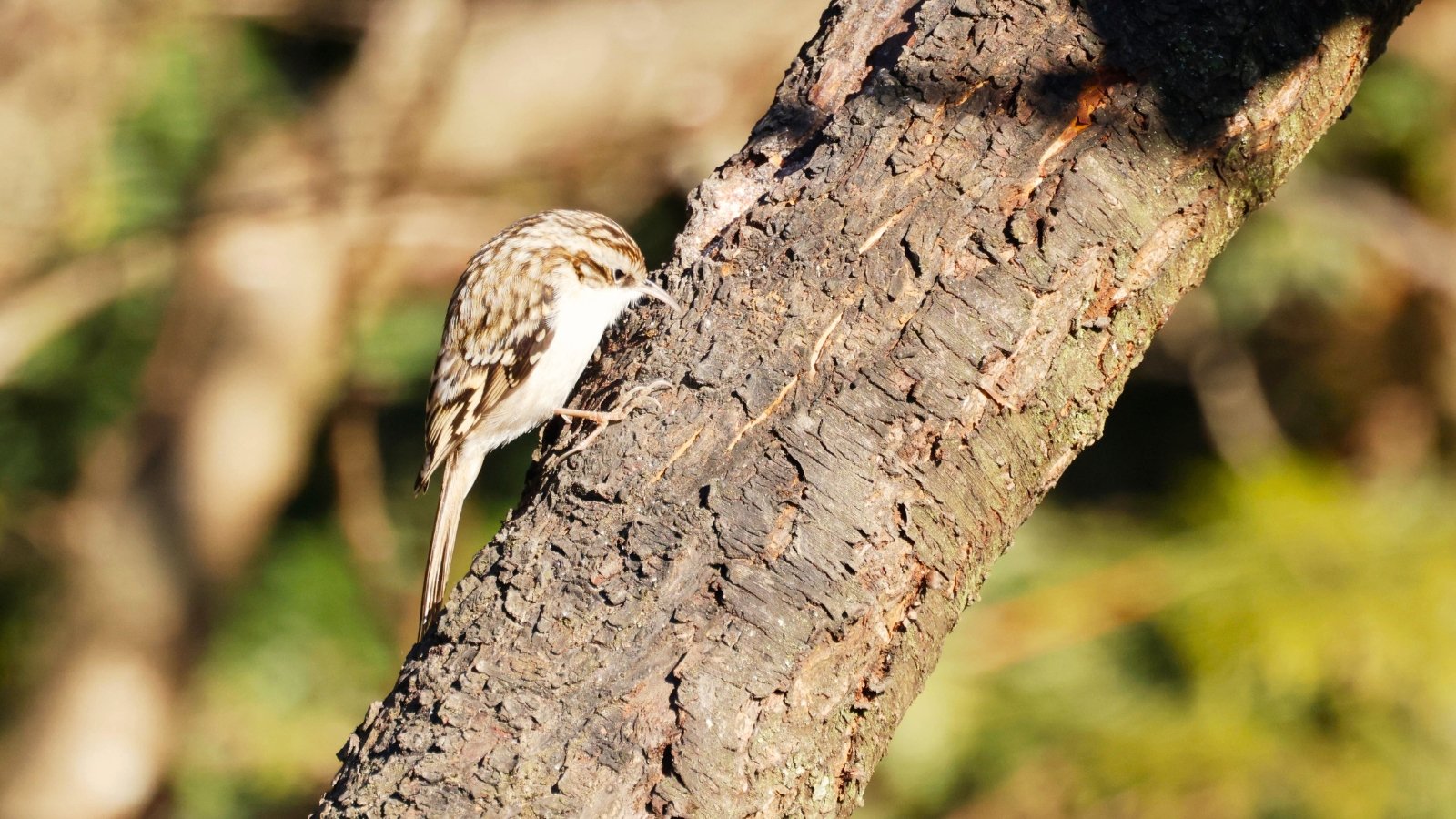 Treecreeper with brown and white streaked plumage clinging to the rough bark of a tree.