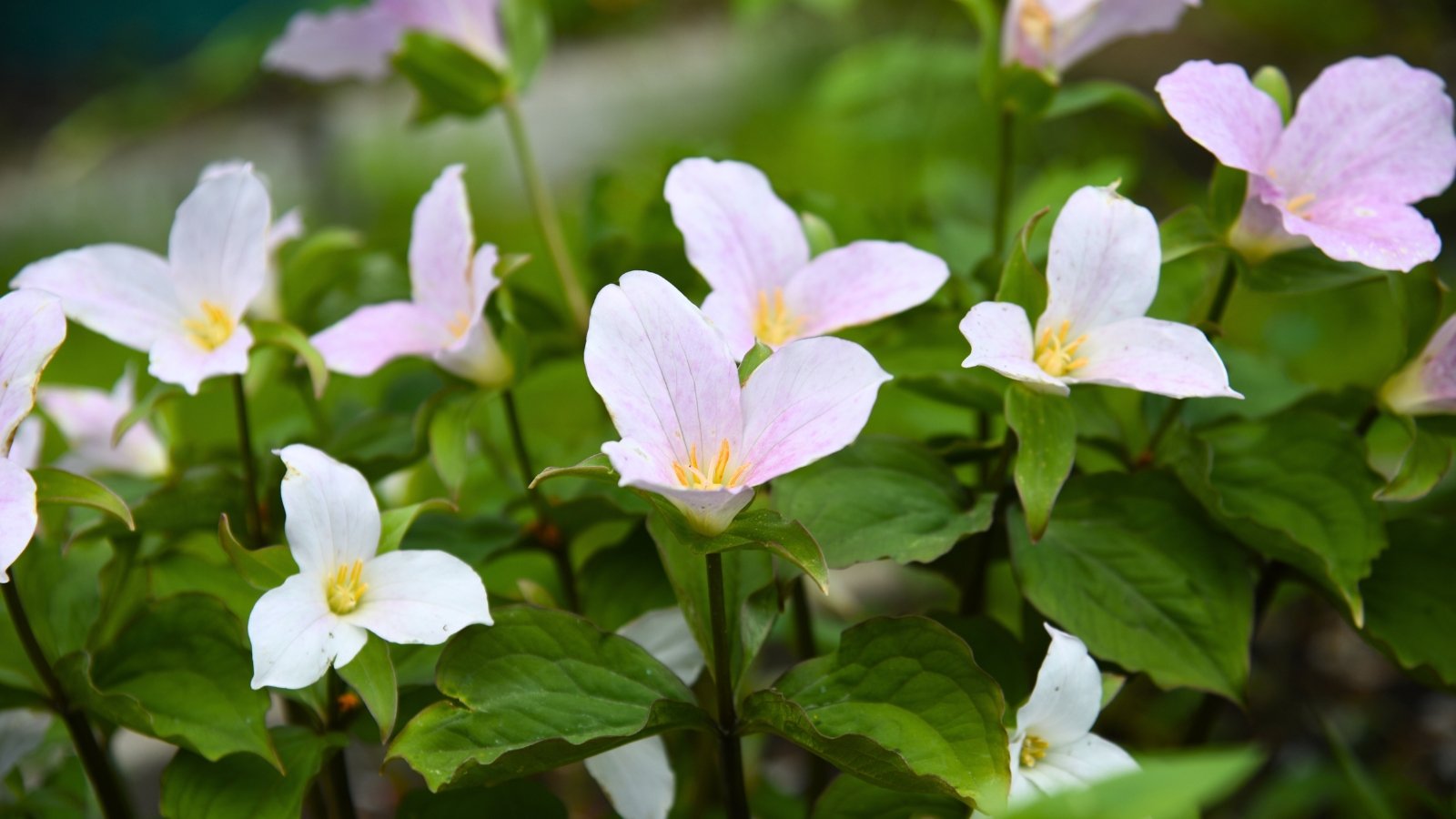 A cluster of low-growing plants, each featuring a single large white to pale pink flower with three broad petals and a yellow center above three large green leaves.