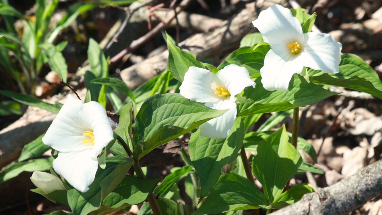 Short, sturdy stems rise from broad, whorled green leaves, each topped with a single, three-petaled flower in shades of white.