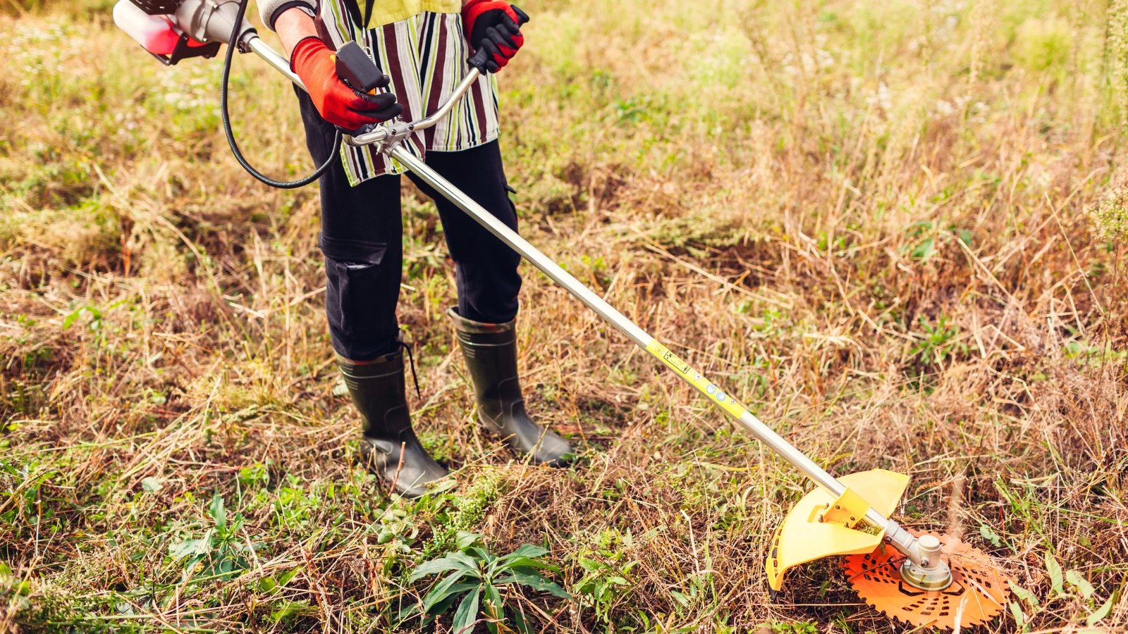 Gardener using a gasoline-powered brush cutter with a spinning metal blade disk to trim tall weeds and dry grass in a fall meadow.