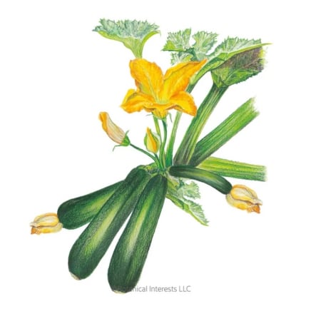 Triumph Summer Squash Seeds