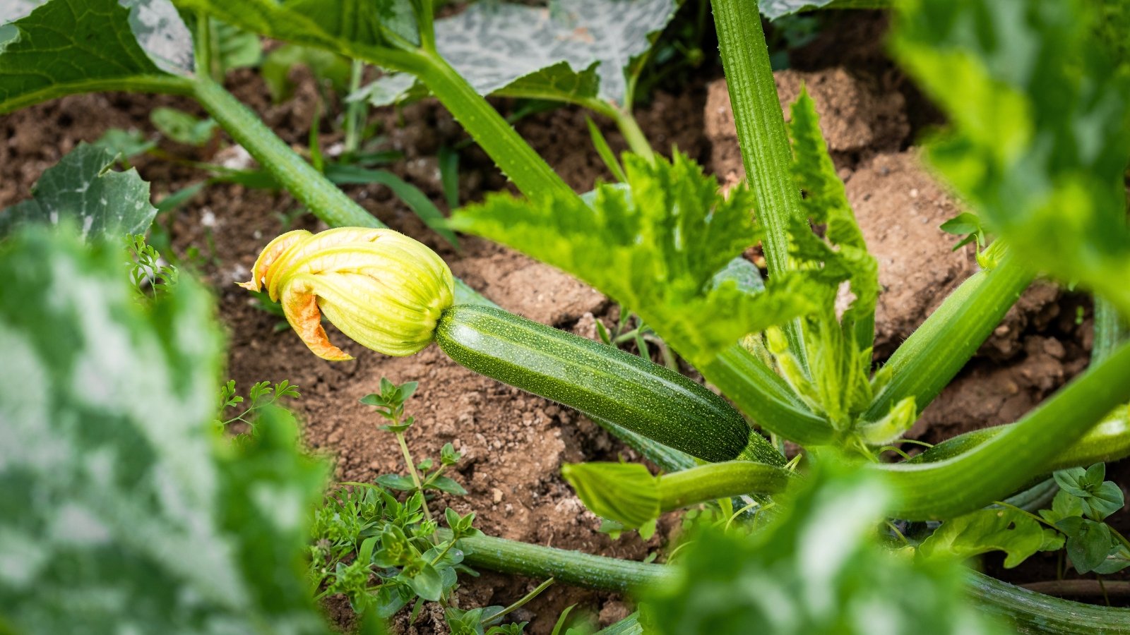 Triumph zucchini plant with thick green stems, large lobed leaves, vibrant yellow flowers, and glossy, cylindrical green fruits growing along the base.