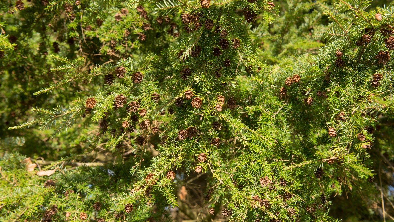 Slender, drooping branches densely covered with short, flat, dark green needles, adorned with small, brown, hanging cones.