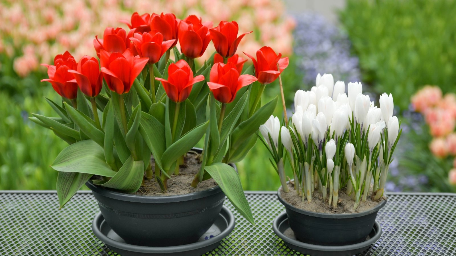 Vibrant red tulips in a pot with smooth, elongated petals stand beside delicate white crocuses with narrow leaves, set against a background of multicolored tulips in full bloom across the field.