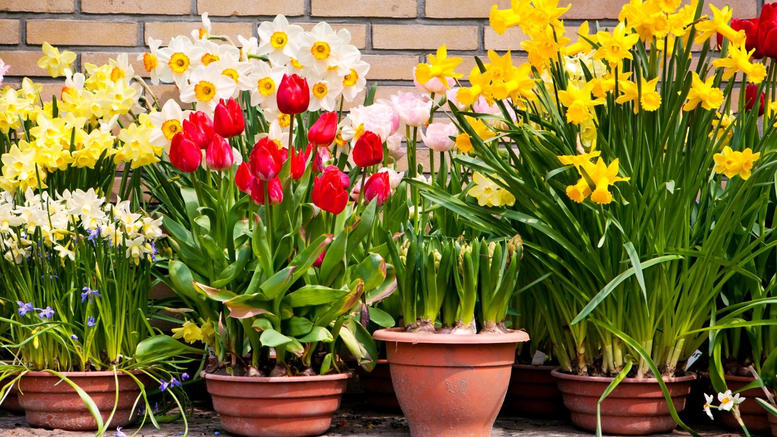 Various daffodils with bright yellow and white trumpet-shaped flowers grow alongside red and pink tulips with smooth, layered petals in large clay pots in the yard.