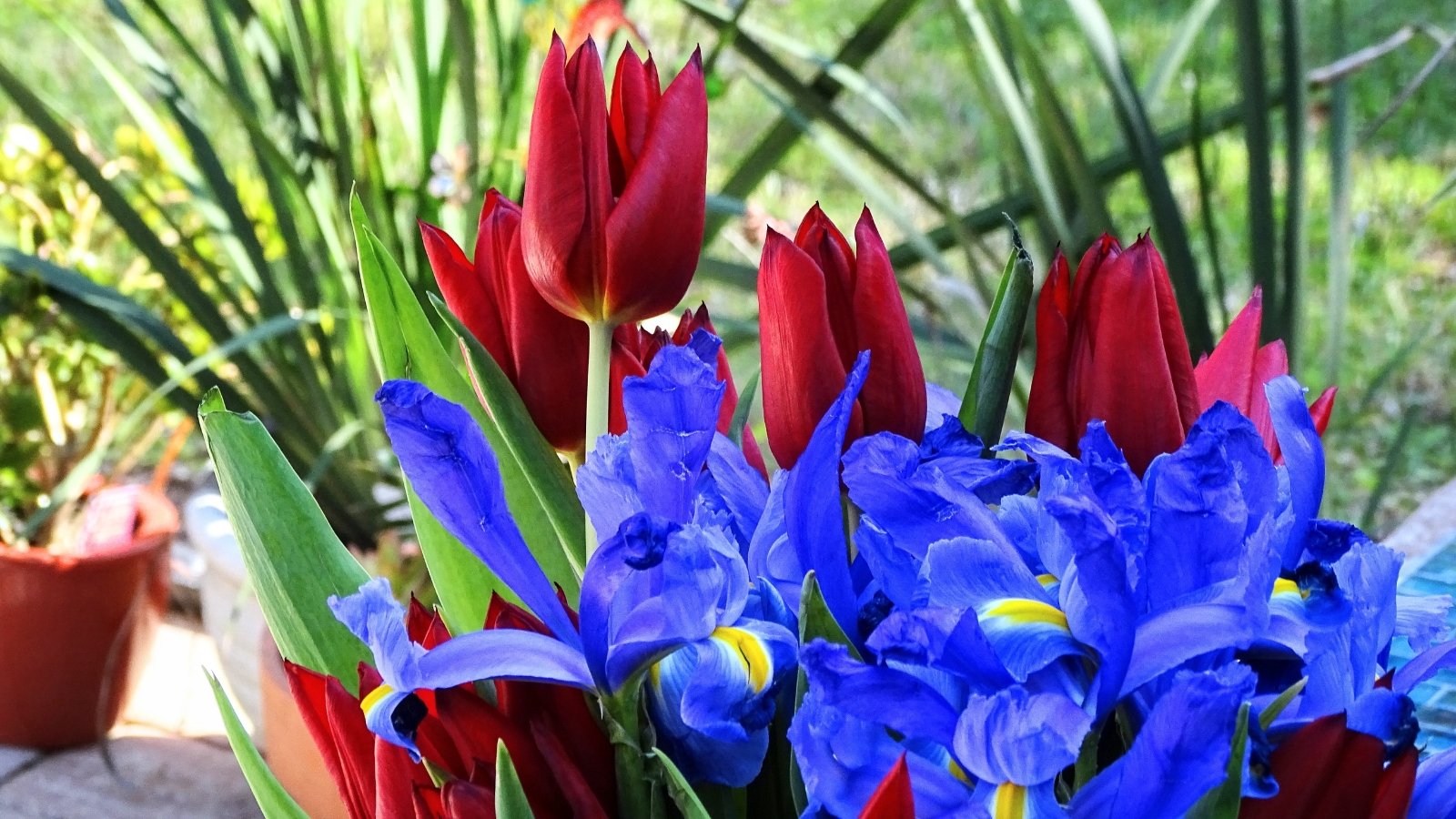 Blooming red tulips with smooth, layered petals stand among blue and yellow irises with upright, sword-shaped leaves on a patio filled with potted greenery.