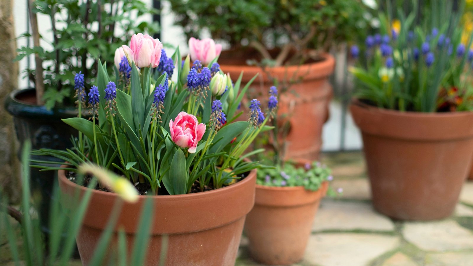 Blooming pink tulips with layered petals stand among clusters of small, bell-shaped blue muscari flowers in a terracotta pot outdoors.