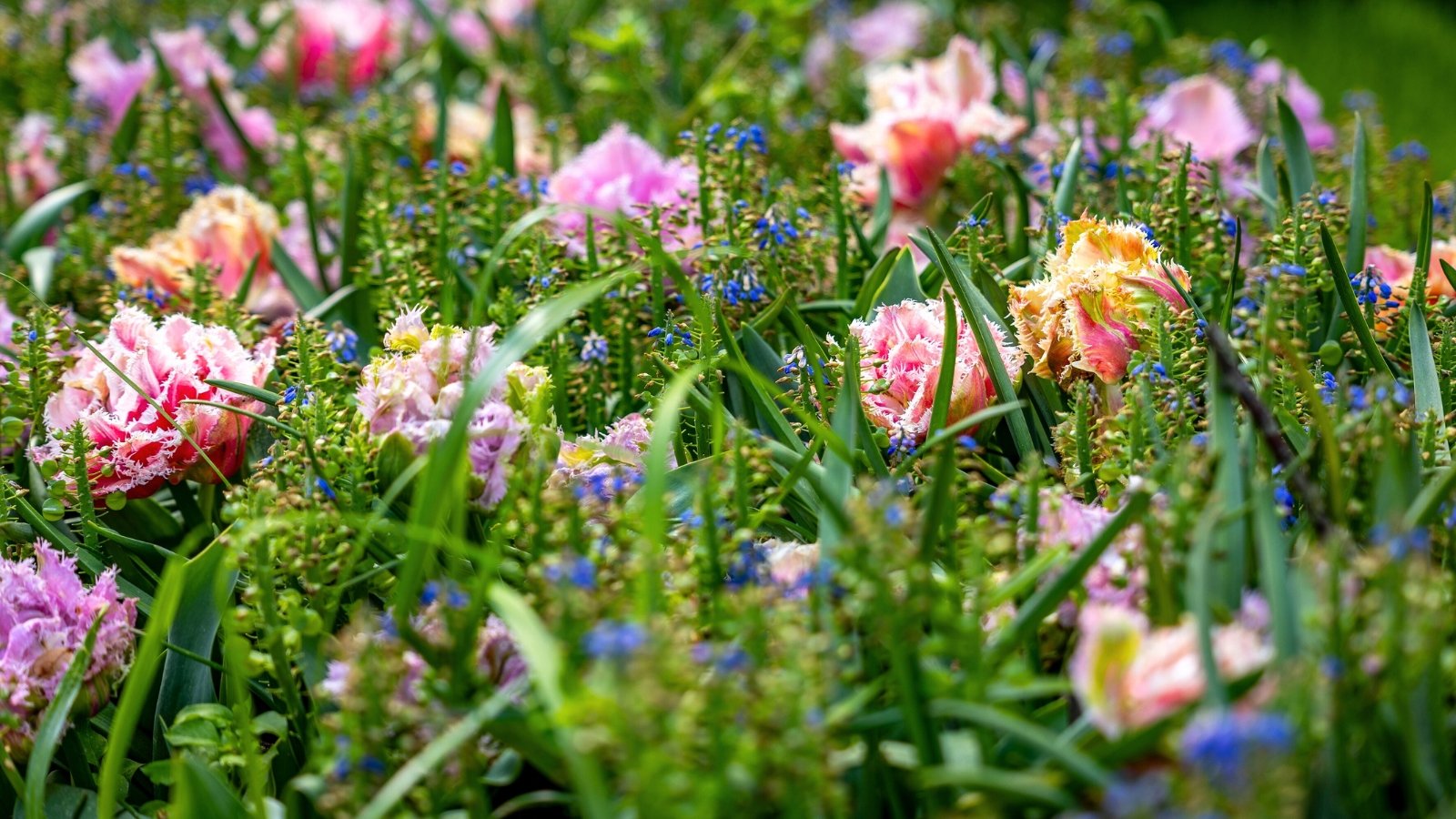 Fringed tulips with ruffled, vibrant petals bloom alongside delicate blue wildflowers, all rising on slender green stems above fresh foliage.