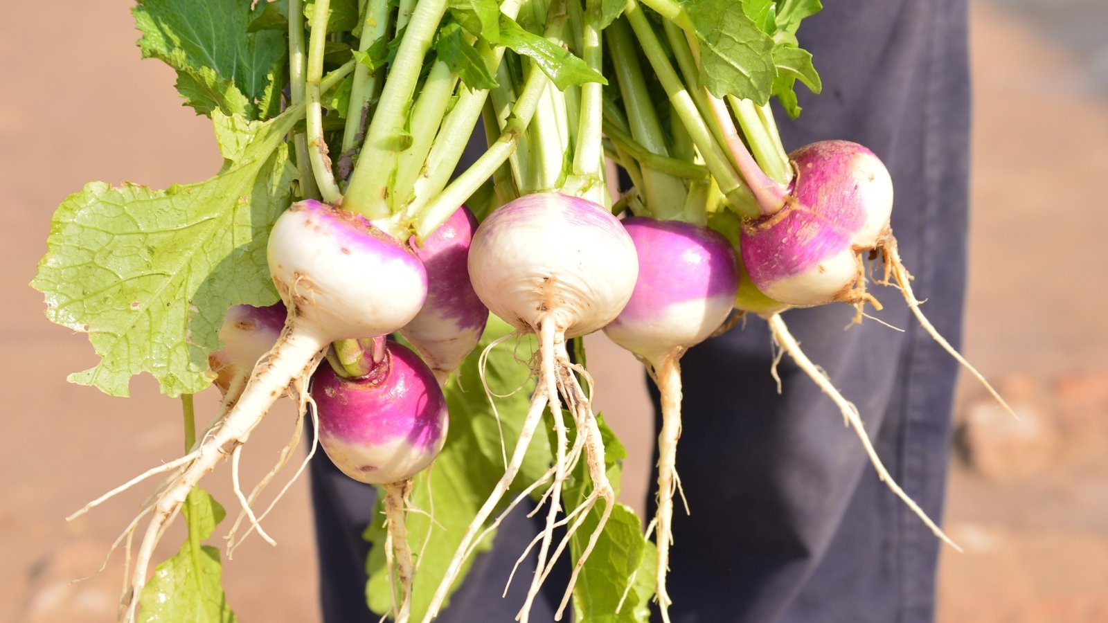 A gardener holds a bunch of freshly harvested turnips with round white roots topped with purple crowns and vibrant green leaves in the garden.