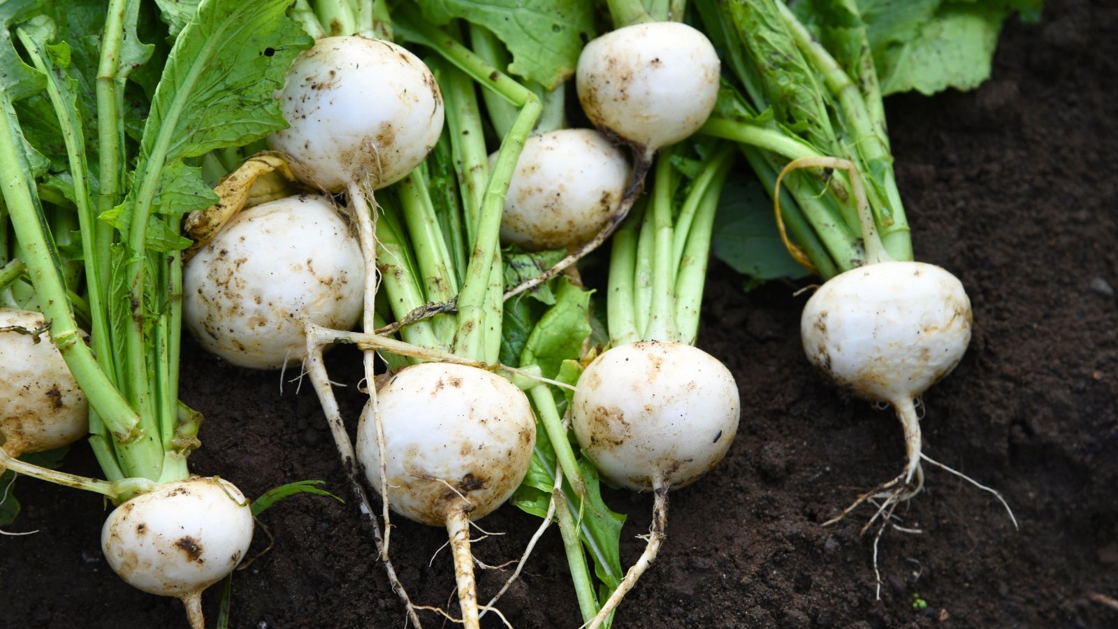 Freshly harvested turnips with smooth, round white roots and green leafy tops rest on the soil.