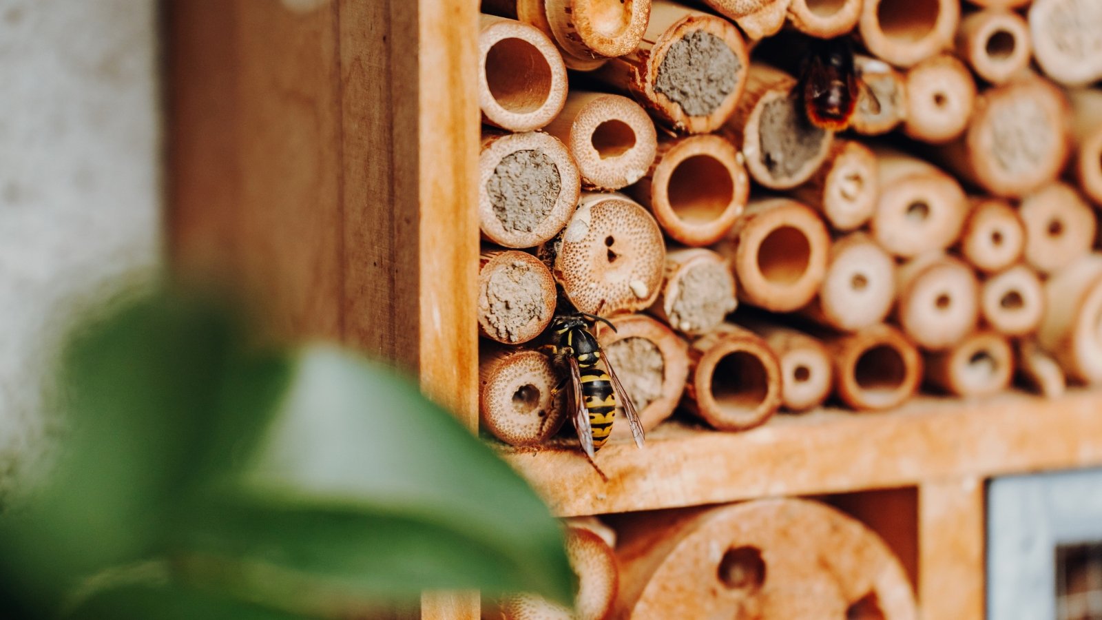 Two small yellow wild bees visiting a garden bee hotel with hollow stems and wooden compartments.