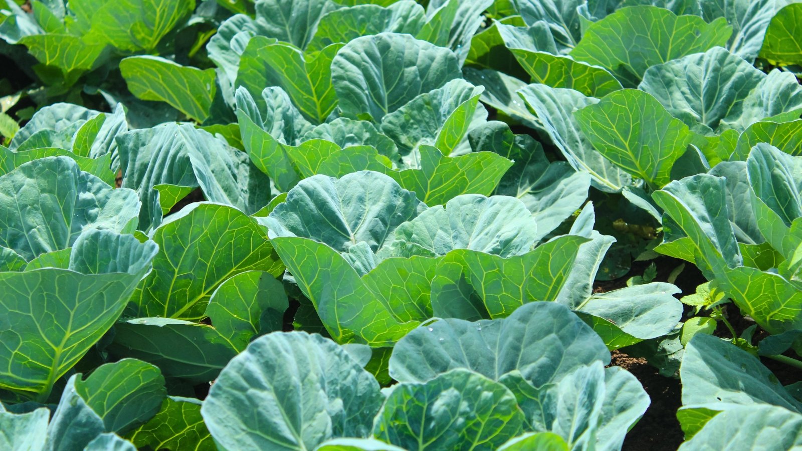 Dense rows of low-growing plants display short, sturdy stems with broad, smooth, blue-green leaves that spread outward to form a lush garden bed.