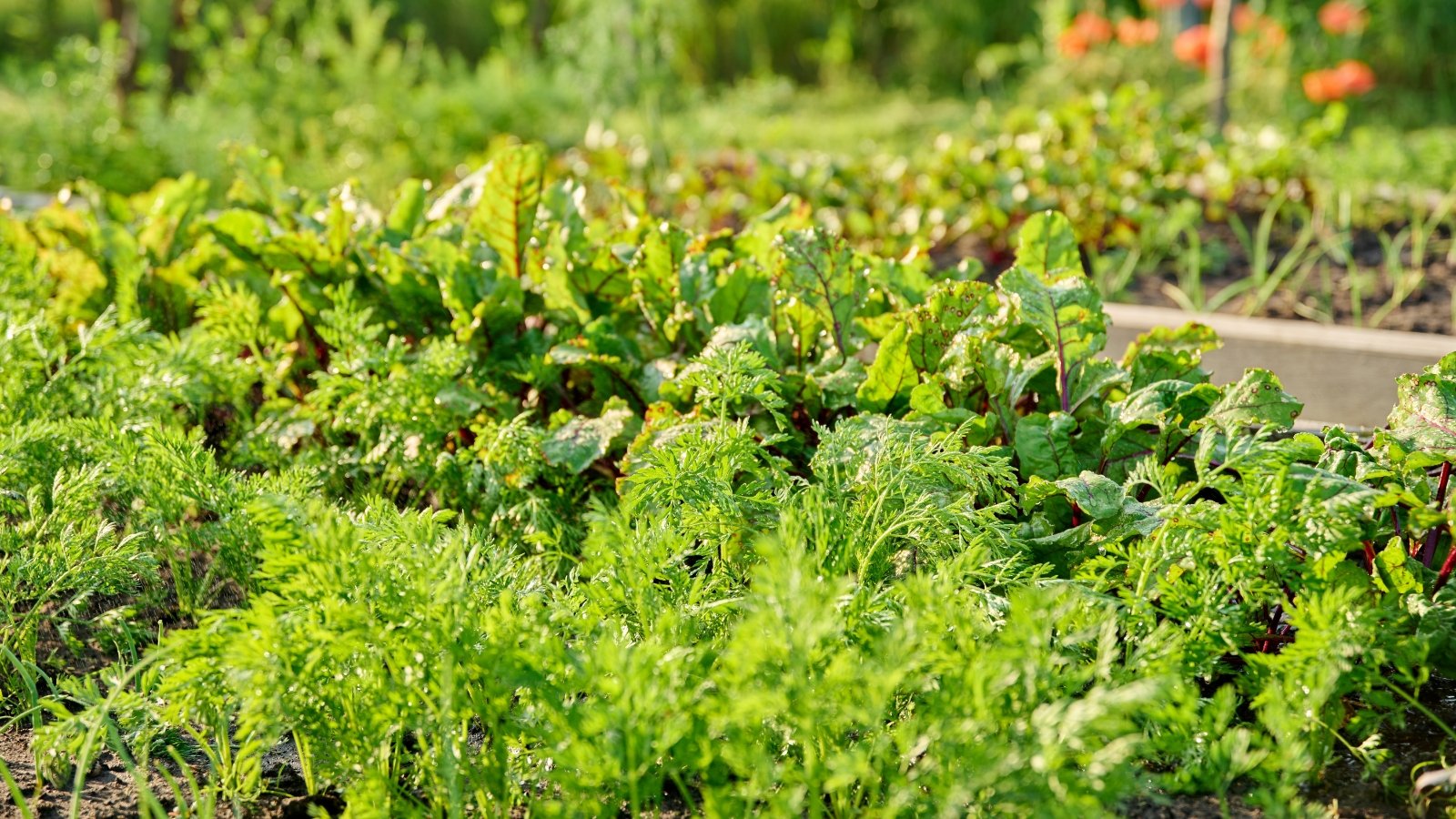 A raised garden bed with rows of growing beets, carrots, and various herbs.