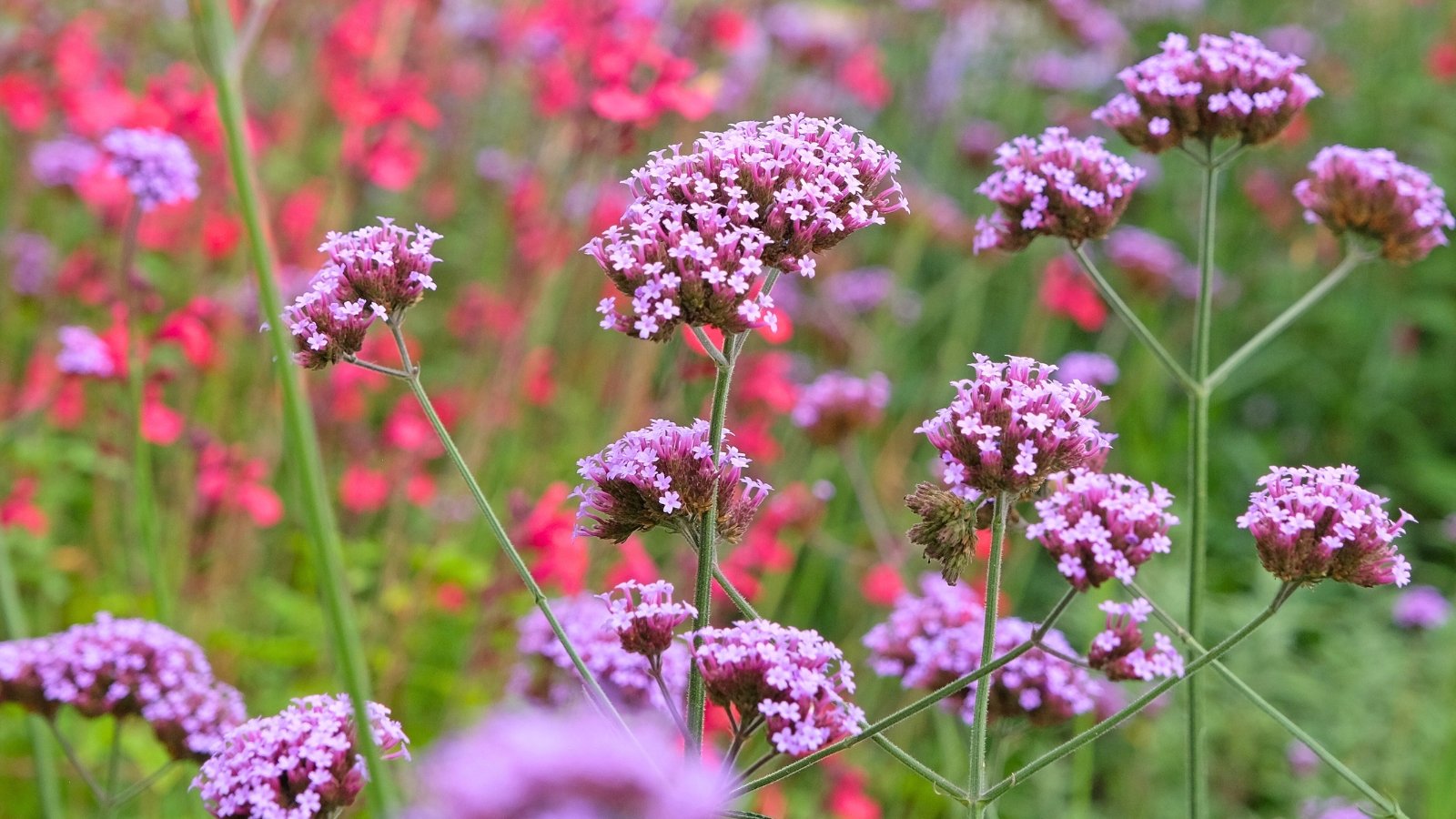 Loose, rounded clusters of tiny, pale purple flowers with small yellow centers top long, wiry green stems.