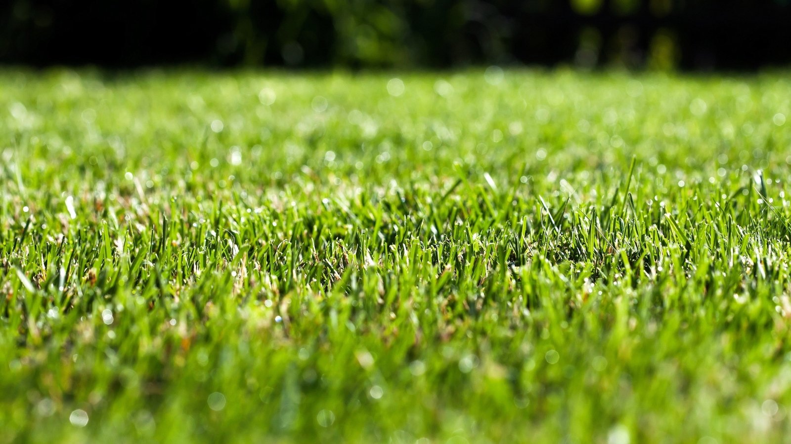 A vibrant green grass lawn stretches evenly with dense, healthy blades creating a lush carpet-like appearance.