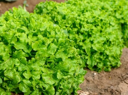 Clusters of vibrant green leaves with curly, ruffled edges forming dense rosettes neatly arranged in rows.